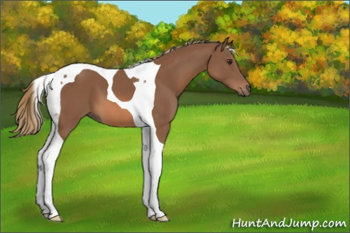Horse Color:Chestnut Tobiano 