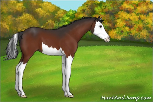 Horse Color:Bay Sabino Splash 