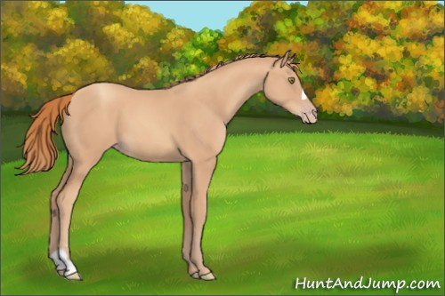 Horse Color:Gold Champagne 