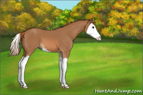 Horse Color:Chestnut Splash 