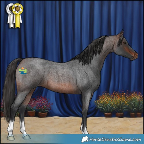 Horse Color:Brown Roan 