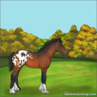 Horse Color:Bay Tobiano Appaloosa