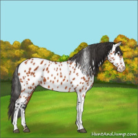 Horse Color:Bay Appaloosa 