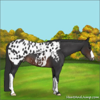 Horse Color:Brown Appaloosa