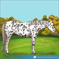 Horse Color:Liver Chestnut Tobiano Appaloosa