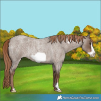 Horse Color:Liver Red Dun Roan Frame Rabicano 