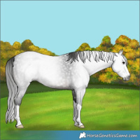 Horse Color:Gray Brown Roan Splash 