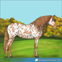 Horse Color:Chestnut Appaloosa 