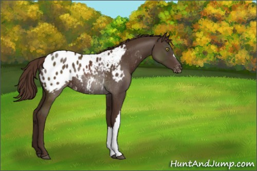 Horse Color:Liver Chestnut Appaloosa Rabicano 