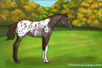 Horse Color:Liver Chestnut Appaloosa Rabicano 