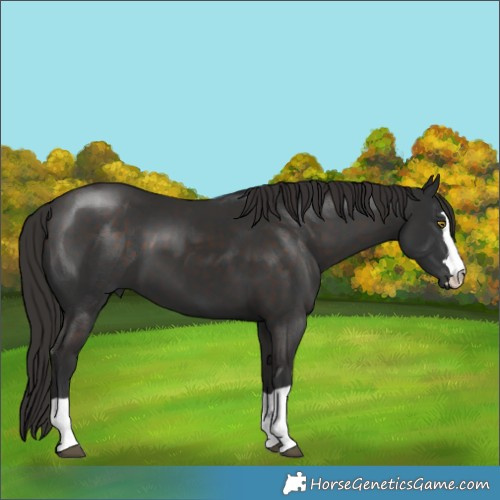 Horse Color:Liver Chestnut 