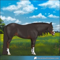 Horse Color:Liver Chestnut 