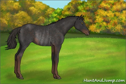 Horse Color:Liver Chestnut Rabicano