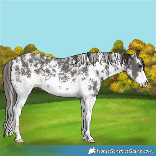 Horse Color:Liver Chestnut Sabino