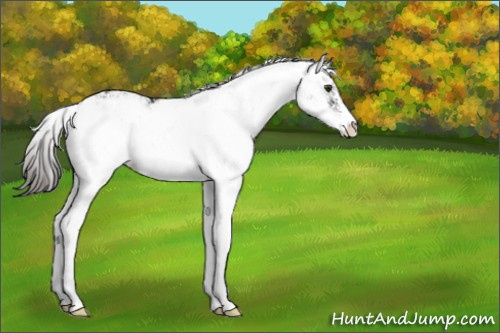 Horse Color:Liver Chestnut Sabino