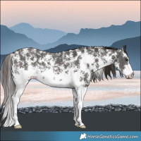 Horse Color:Liver Chestnut Sabino 