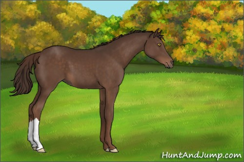 Horse Color:Liver Chestnut
