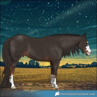 Horse Color:Liver Chestnut