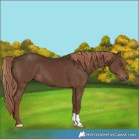 Horse Color:Liver Chestnut 