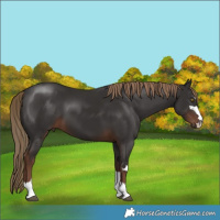 Horse Color:Liver Chestnut 