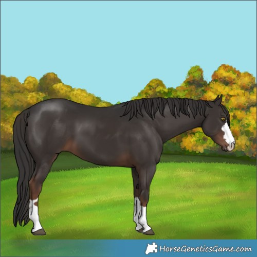 Horse Color:Liver Chestnut 