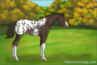 Horse Color:Liver Chestnut Blanket
