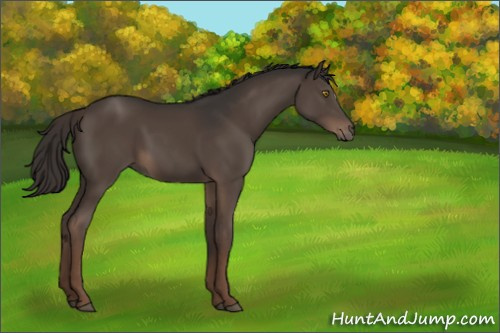 Horse Color:Liver Chestnut