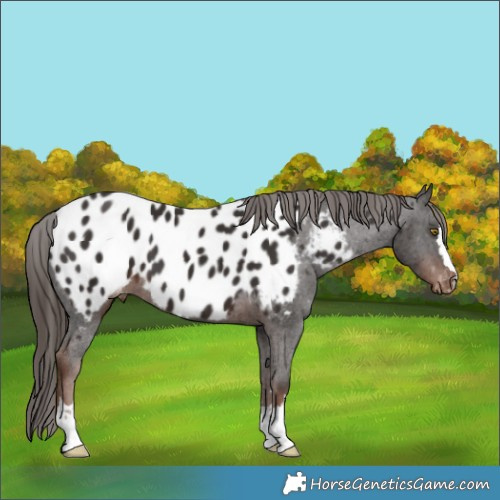 Horse Color:Liver Chestnut Appaloosa
