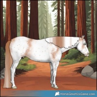 Horse Color:White Spotted Gold Champagne 