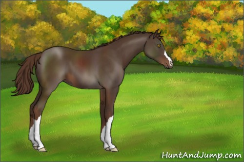 Horse Color:Liver Chestnut 