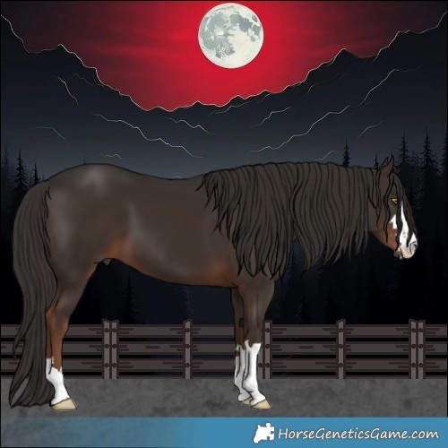 Horse Color:Liver Chestnut 