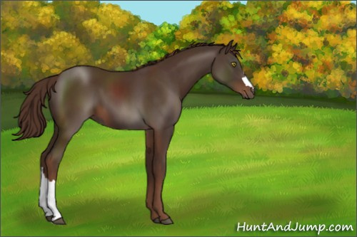 Horse Color:Liver Chestnut