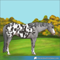 Horse Color:Liver Chestnut Near Leopard