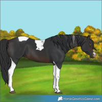 Horse Color:Brown Tobiano