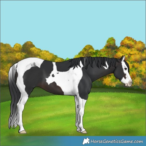 Horse Color:Brown Splash Tobiano 