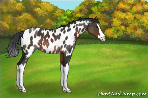 Horse Color:Brown Sabino Splash Appaloosa