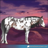 Horse Color:Brown Sabino Splash Near Leopard