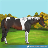 Horse Color:Brown Tobiano 