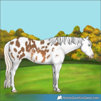 Horse Color:Chocolate Palomino Blanket 