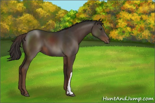 Horse Color:Liver Chestnut 