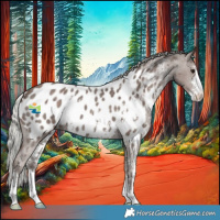 Horse Color:Silver Black Sabino Appaloosa