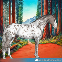 Horse Color:Silver Black Sabino Appaloosa 