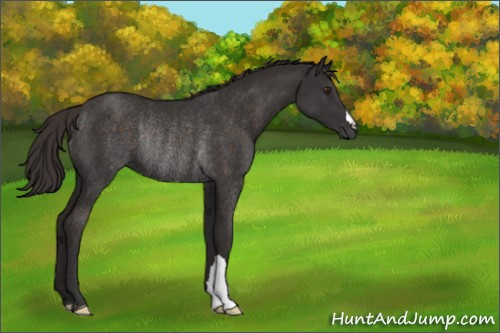 Horse Color:Liver Chestnut Rabicano
