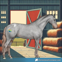 Horse Color:Liver Chestnut Appaloosa 