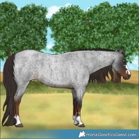 Horse Color:Liver Red Roan