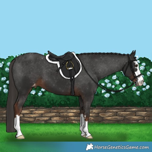 Horse Color:Liver Chestnut Appaloosa 