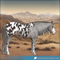 Horse Color:Liver Chestnut Appaloosa 