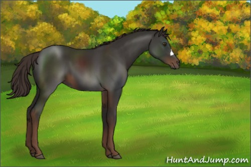 Horse Color:Liver Chestnut 