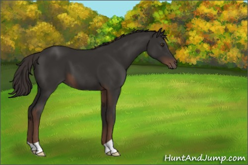 Horse Color:Liver Chestnut 