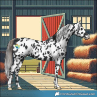Horse Color:White Spotted Black Appaloosa 